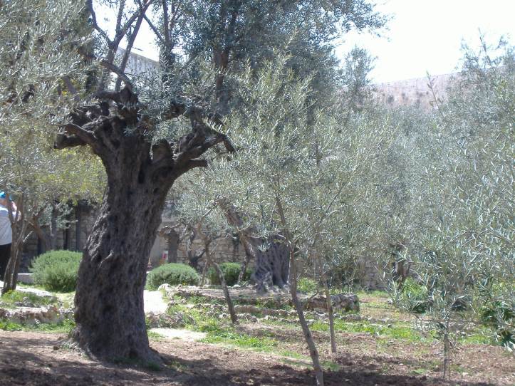 Garden of Gethsemane 2