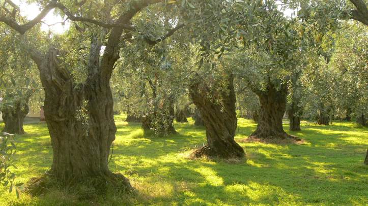 Olive_trees_on_Thassos